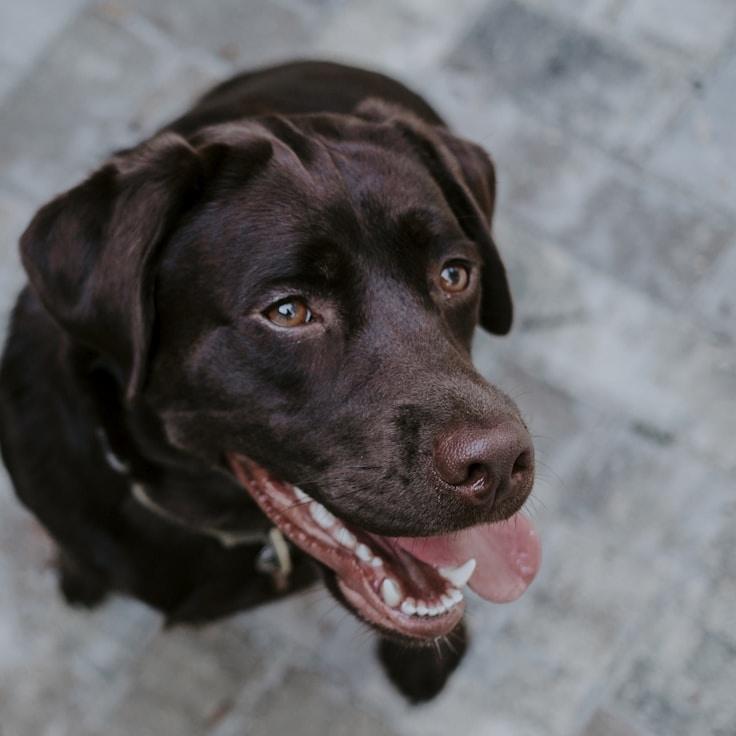 Portrait of Alex Morgan, community mentor and Italian cuisine specialist